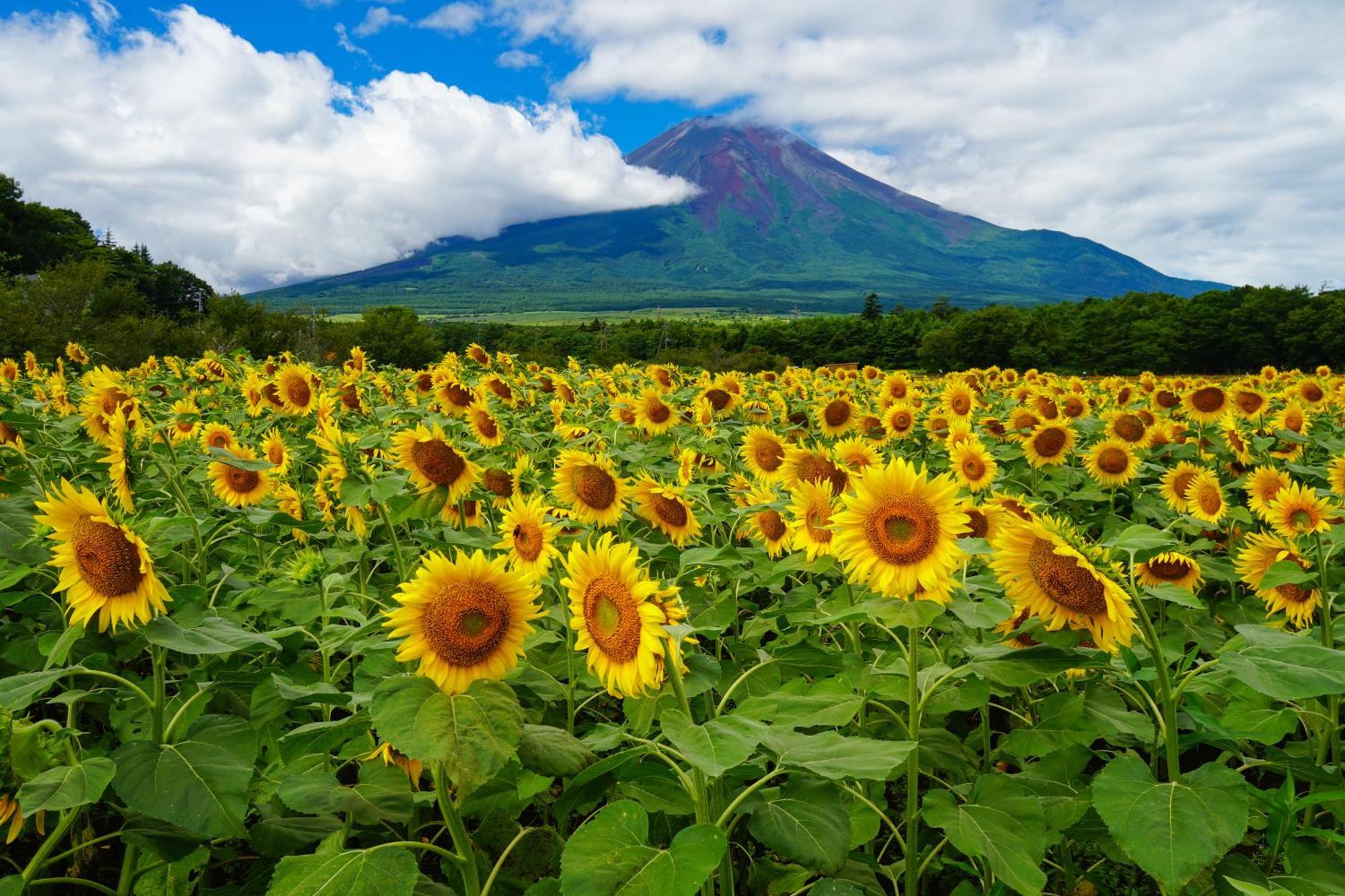 Fuji Yamanakako Hotel Exteriér fotografie